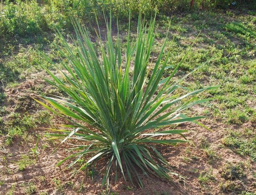 Large yucca plant - 1,